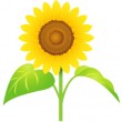 sunflower-i2