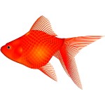 折り紙　金魚　立体折り方－難しいリアルな金魚かぶと＆風船＆出目金