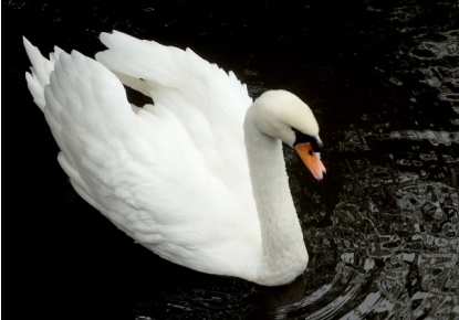 swan11