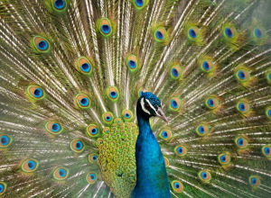 peacock-5