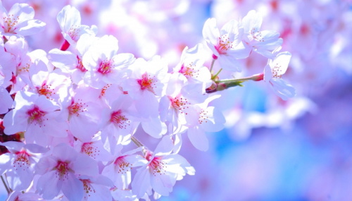 レタッチ 不潔 オン 桜 写真 フリー 素材 大きさ 五 構成する