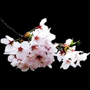 桜 画像 無料で商用フリー素材 きれいな桜の写真 壁紙や背景など